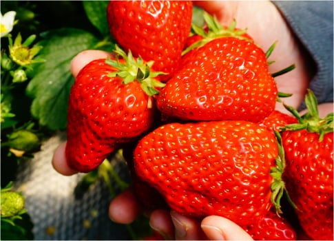 【京成船橋発】春の味覚満喫!いちご狩り&小鉢膳のご昼食とお買物旅<コースNo.25-1127-A>(京成トラベル)1